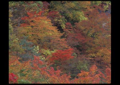 宮城県鳴子峡の紅葉